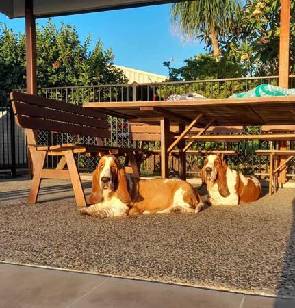 Basset Hound for sale by COPPPERSOUL