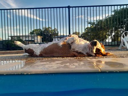 Basset Hound for sale by COPPERSOUL