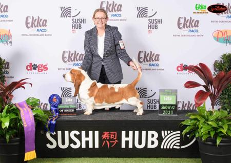 Basset Hound for sale by COPPERSOUL