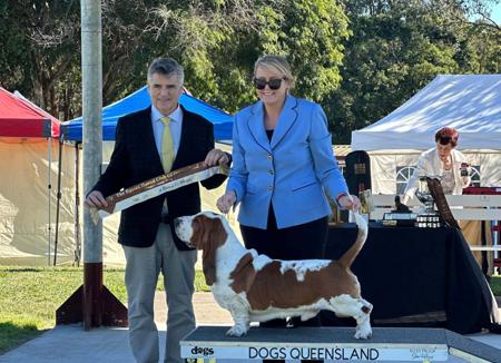 Basset Hound for sale by COPPERSOUL