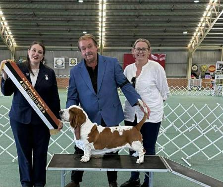 Basset Hound for sale by COPPERSOUL