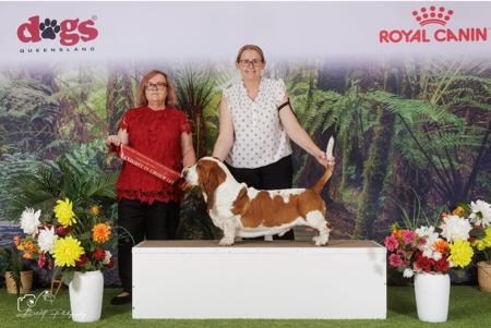 Basset Hound for sale by COPPERSOUL