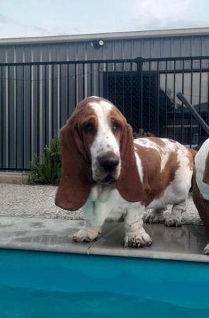 Basset Hound puppy for sale by COPPPERSOUL