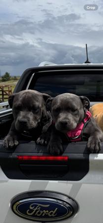 Staffordshire Bull Terrier for sale by BELLBLUESTAF
