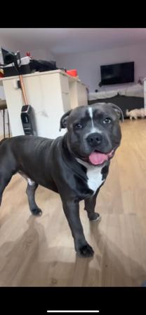 Staffordshire Bull Terrier for sale by BELLBLUESTAF