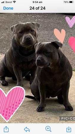 Staffordshire Bull Terrier for sale by BELLBLUESTAF