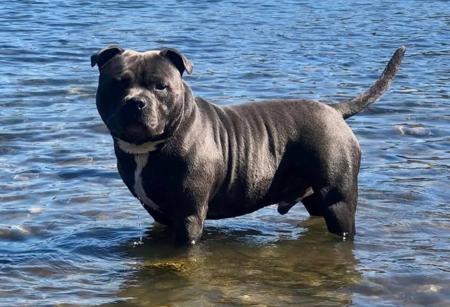 Staffordshire Bull Terrier for sale by BELLBLUESTAF