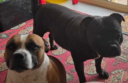 Staffordshire Bull Terrier for sale by PHANTOMSTAFF