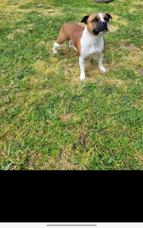 Staffordshire Bull Terrier for sale by PHANTOMSTAFF