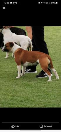 Staffordshire Bull Terrier for sale by PHANTOMSTAFF