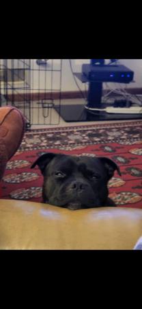 Staffordshire Bull Terrier for sale by PHANTOMSTAFF