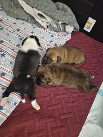 Staffordshire Bull Terrier for sale by PHANTOMSTAFF