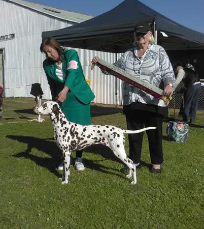 Dalmatian for sale by DALCOACH