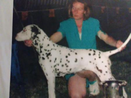 Dalmatian for sale by DALCOACH