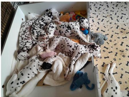 Dalmatian for sale by DALCOACH