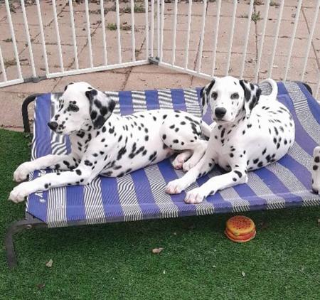 Dalmatian for sale by DALCOACH