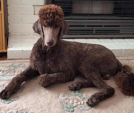 Poodle (Standard) for sale by SHANTAR