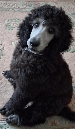 Poodle (Standard) for sale by SHANTAR