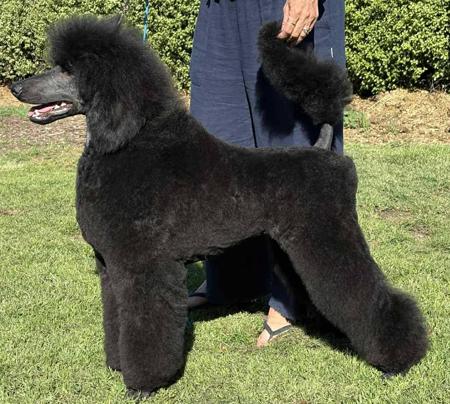 Poodle (Standard) for sale by SHANTAR