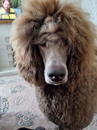 Poodle (Standard) for sale by SHANTAR