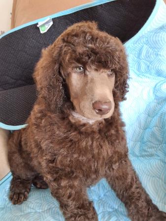 Poodle (Standard) for sale by SHANTAR