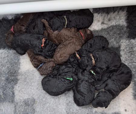 Poodle (Standard) puppy for sale by SHANTAR