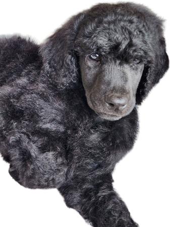 Poodle (Standard) puppy for sale by SHANTAR