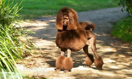 Poodle (Standard) for sale by ZEPHIRA