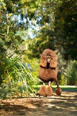 Poodle (Standard) for sale by ZEPHIRA