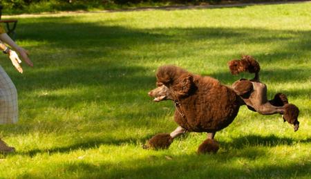 Poodle (Standard) for sale by ZEPHIRA