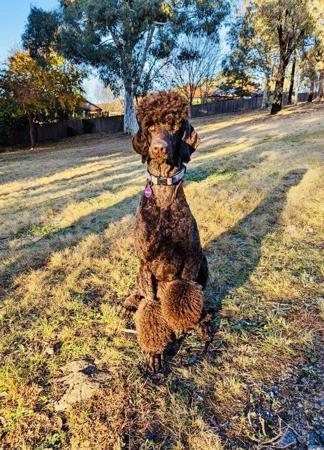 Poodle (Standard) for sale by ZEPHIRA