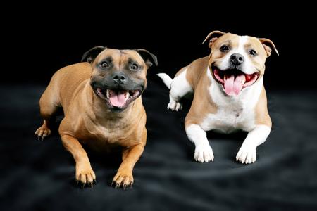 Staffordshire Bull Terrier for sale by RAGGSTAFF