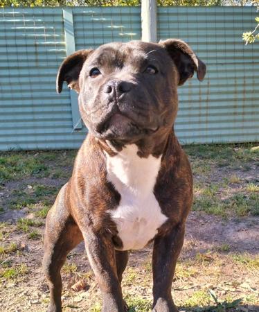 Staffordshire Bull Terrier for sale by RAGGSSTAFF