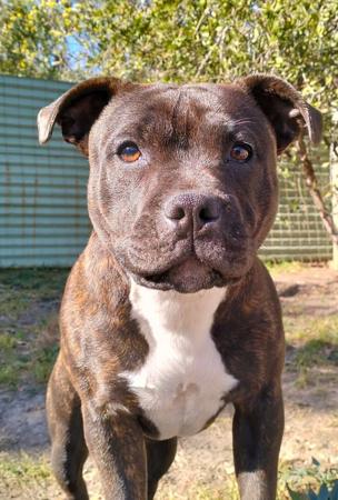 Staffordshire Bull Terrier for sale by RAGGSSTAFF