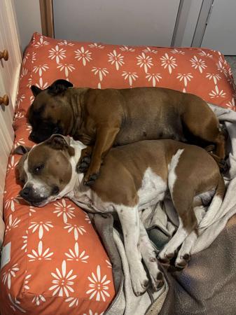 Staffordshire Bull Terrier for sale by RAGGSSTAFF