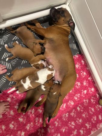 Staffordshire Bull Terrier for sale by RAGGSSTAFF