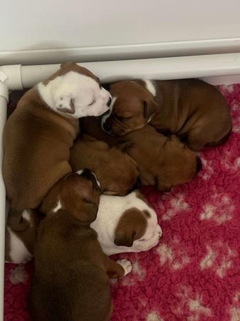 Staffordshire Bull Terrier for sale by RAGGSSTAFF