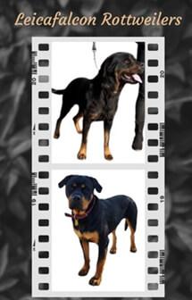 Rottweiler for sale by LEICAFALCON