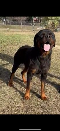 Rottweiler for sale by LEICAFALCON