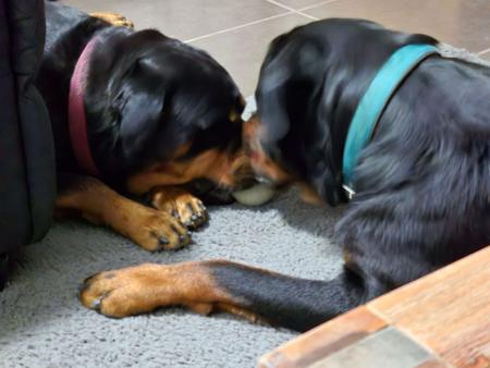 Rottweiler for sale by LEICAFALCON