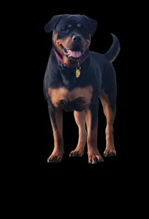 Rottweiler for sale by LEICAFALCON