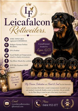 Rottweiler for sale by LEICAFALCON