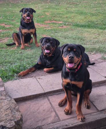 Rottweiler for sale by LEICAFALCON