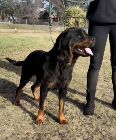 Rottweiler for sale by LEICAFALCON
