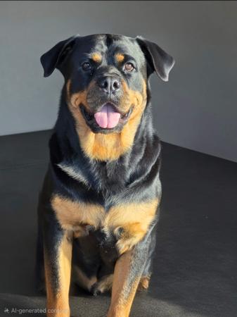 Rottweiler for sale by LEICAFALCON