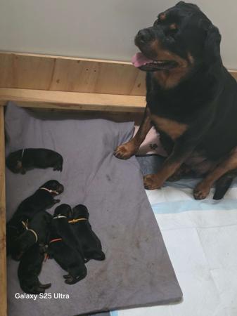 Rottweiler puppy for sale by LEICAFALCON