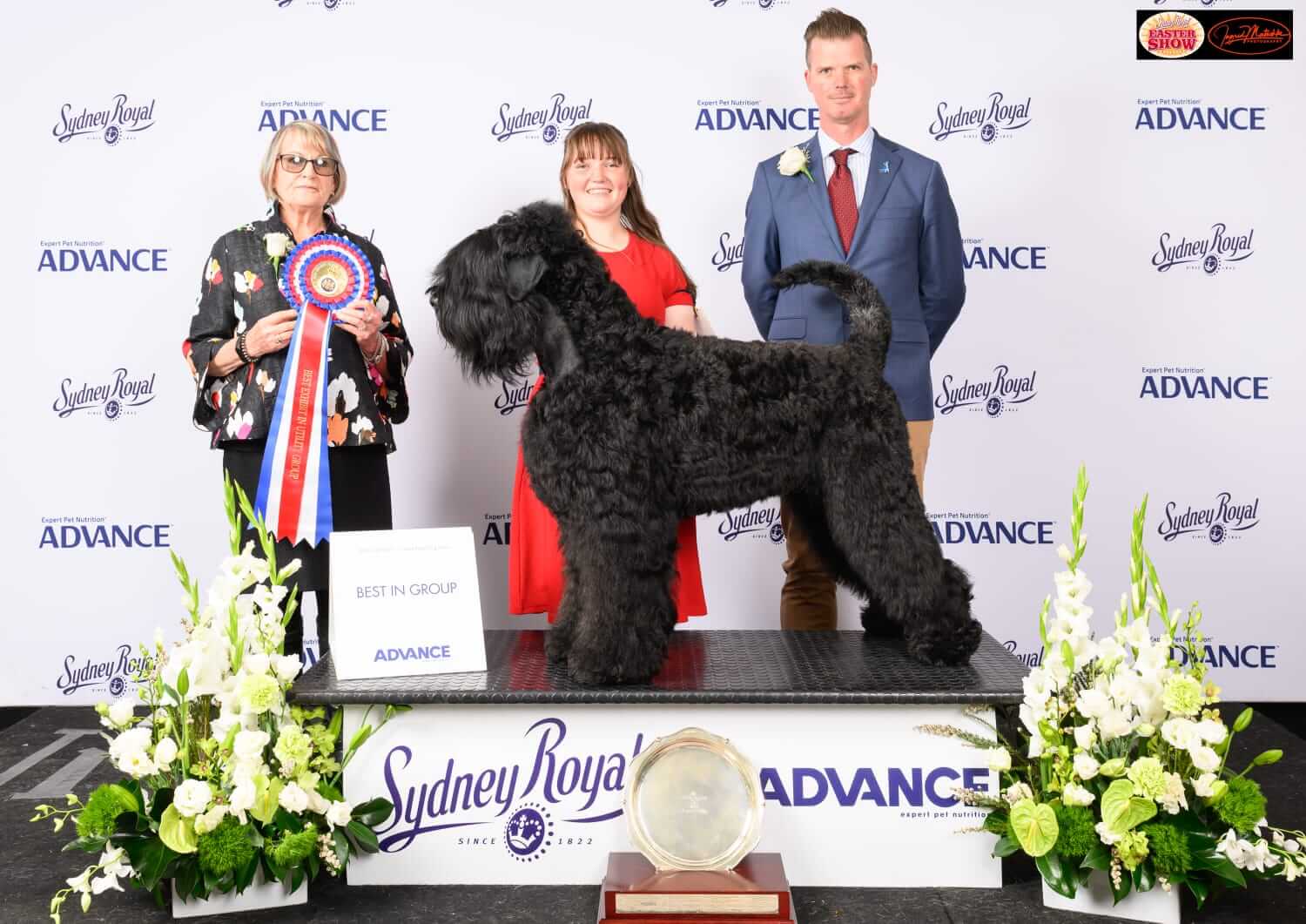 Aust Ch. Ogaraf Boris Russian Black Terrier - Owned by Mr B & Ms E 
