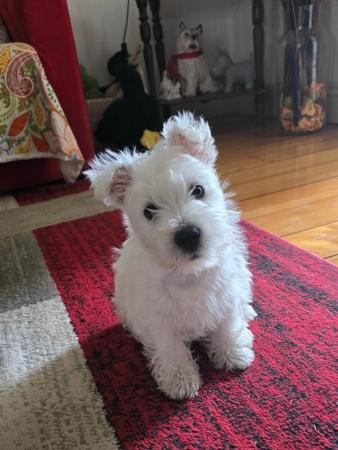 West Highland White Terrier for sale by HARVEY2018