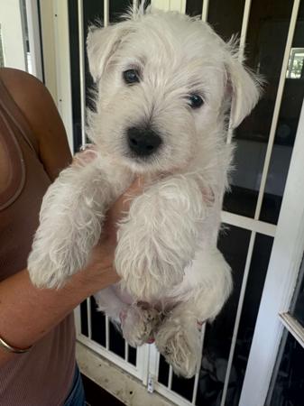 West Highland White Terrier for sale by CHESLEYWEST