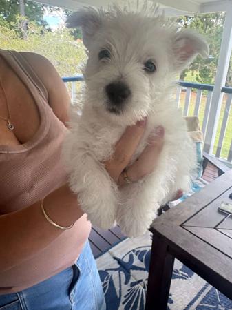West Highland White Terrier for sale by CHESLEYWEST